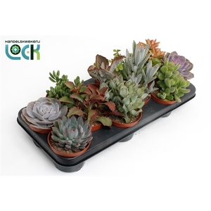 Succulenten Mix