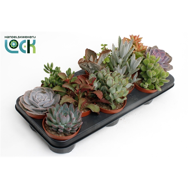 <h4>Succulenten Mix</h4>