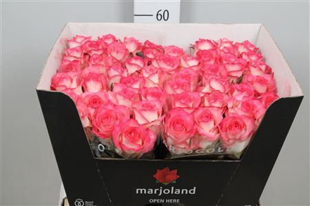 <h4>Rosa GR 'Jumilia'</h4>