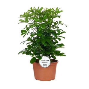 Schefflera arboricola 'Nora'