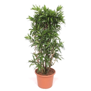 Dracaena Song of Jamaica