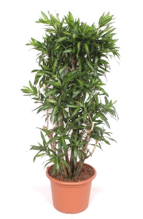 <h4>Dracaena Song of Jamaica</h4>