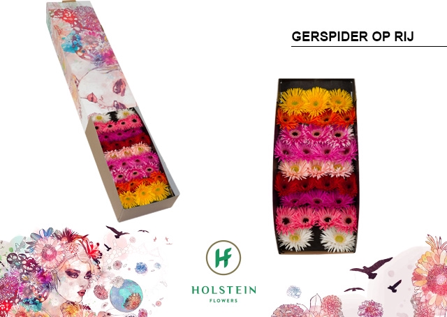 <h4>Germini Spider Mix Spider Doos</h4>