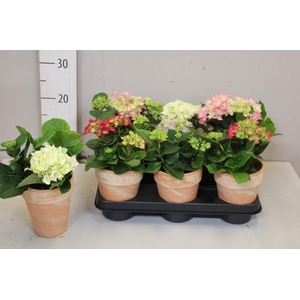 ARR HYDRANGEA