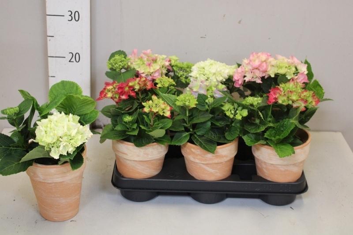 <h4>ARR HYDRANGEA</h4>