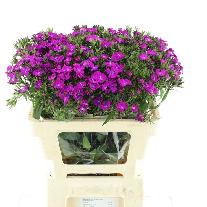 <h4>DI BARB AM NEON PURP</h4>