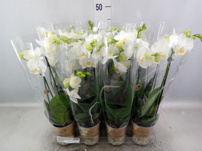 Phalaenopsis multi.   ...white