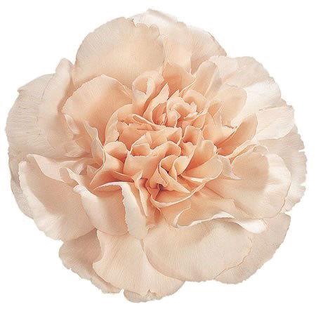 <h4>DI ST LIZZY</h4>