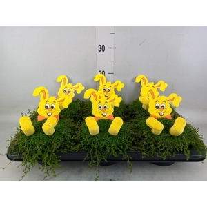 Soleirolia soleirolii   ...green