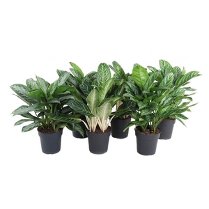 Aglaonema gemengd