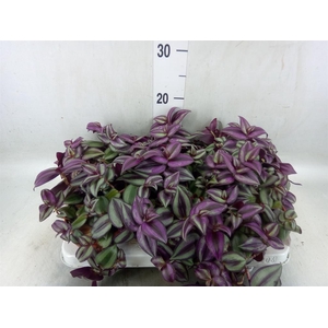 Tradescantia zebr.
