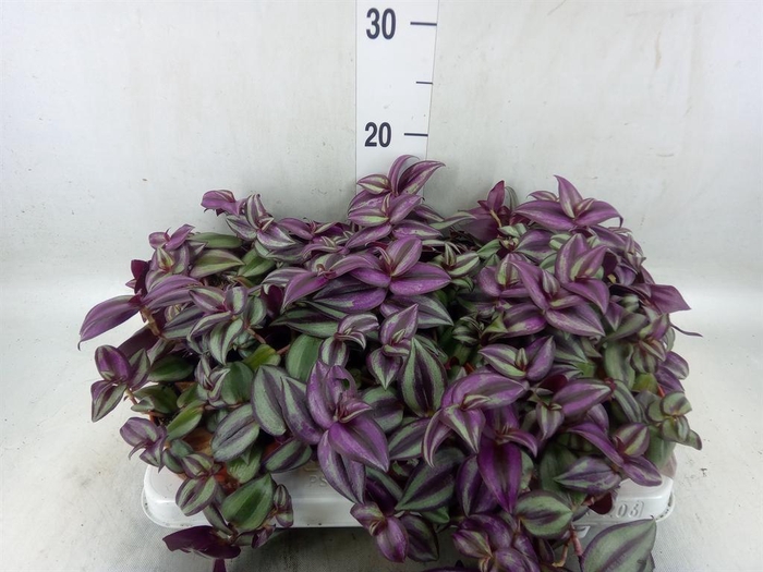 <h4>Tradescantia zebr.</h4>