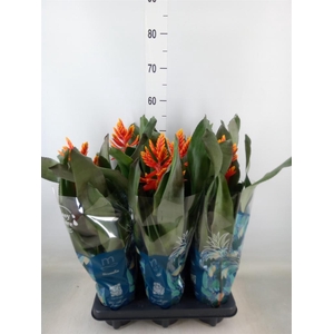 Aechmea  'Pepita Elegant Flames'