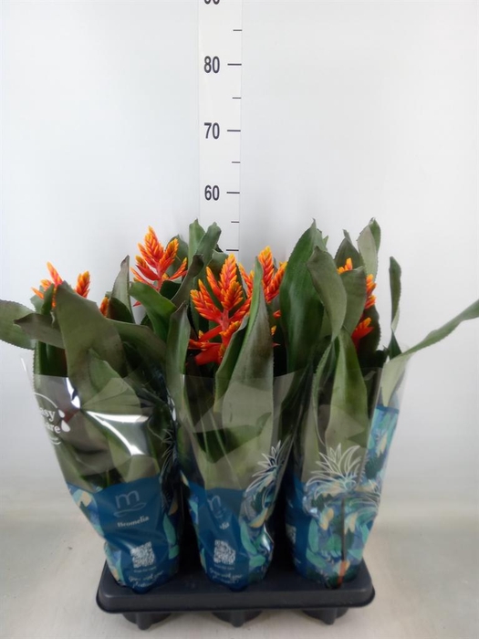 <h4>Aechmea 'Pepita Elegant Flames'</h4>