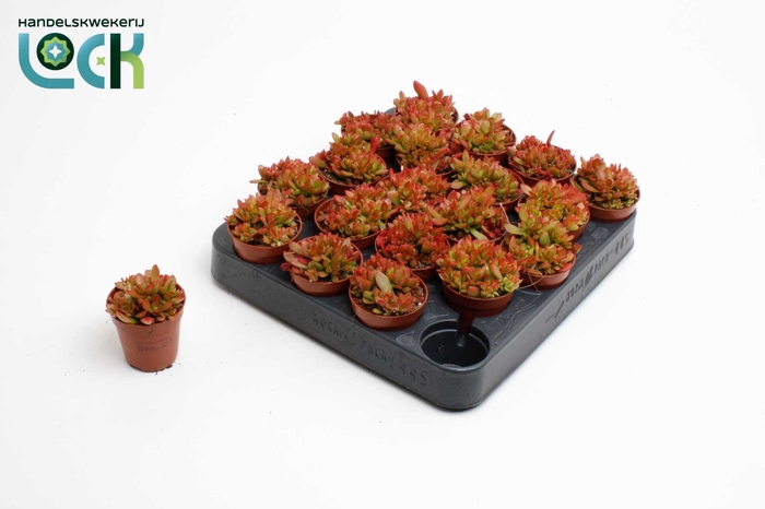 <h4>CRASS OVERIG</h4>