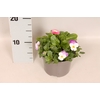 Viola Bellis 13 cm Yellow, White