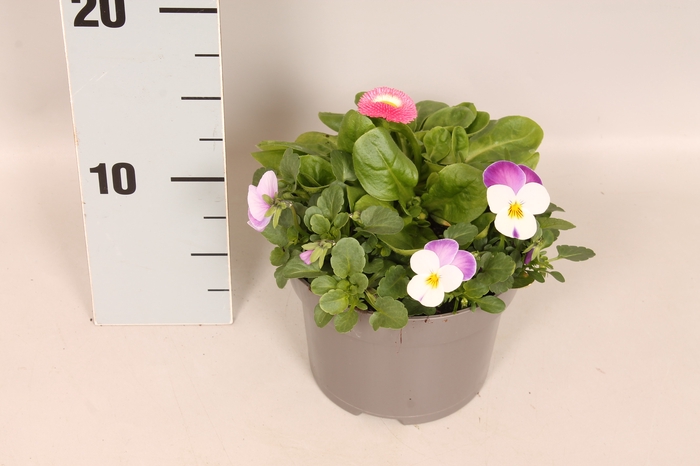 Viola Bellis 13 cm Persian wing, Rose