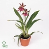 Zygopetalum Louisendorf (Cites) 12Ø 45cm 2st