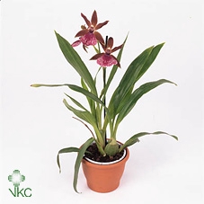 Zygopetalum 2 tak 12 cm in Bush Brothers showdoos met potcover