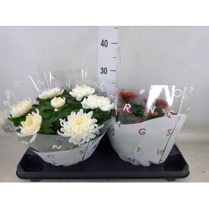 Chrysanthemum  'Cosmo'  ..mix