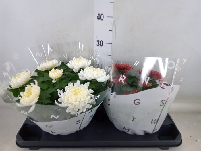 <h4>Chrysanthemum  'Cosmo'  ..mix</h4>