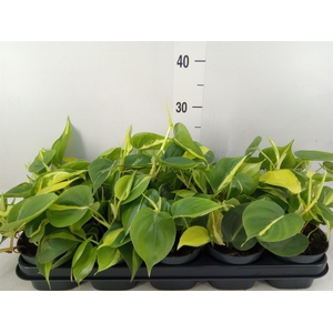 Philodendron scand. 'Brasil'