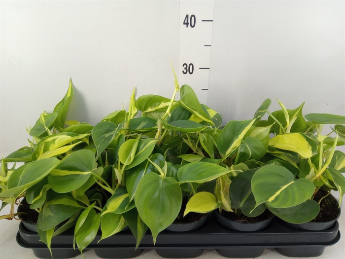 <h4>Philodendron scand. 'Brasil'</h4>