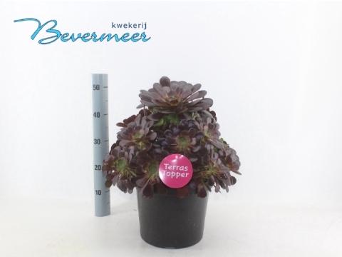 <h4>AEONIUM AB VELOURS</h4>