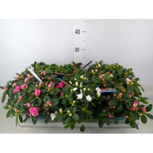 Rhododendron sim. 'Hellmut V' .mix6