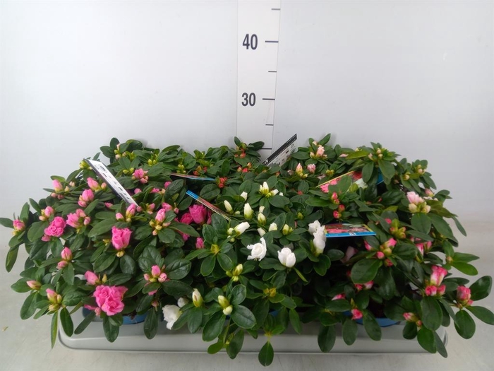 <h4>Rhododendron sim. 'Hellmut V' .mix6</h4>