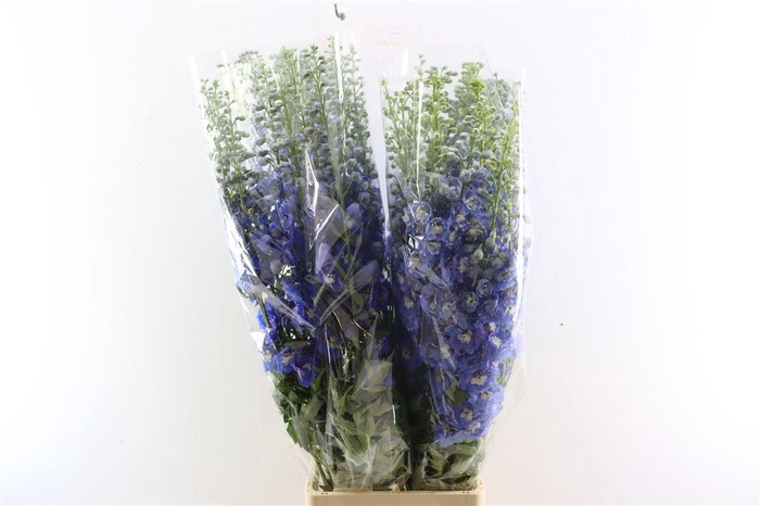 <h4>Delph Ov Bleu</h4>