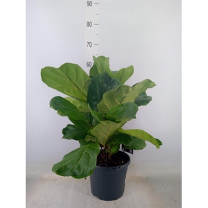 Ficus lyrata