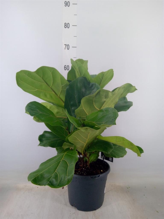 <h4>Ficus lyrata</h4>