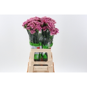 Di St Edmon 65 cm