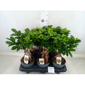 Ficus microcarpa 'Ginseng'