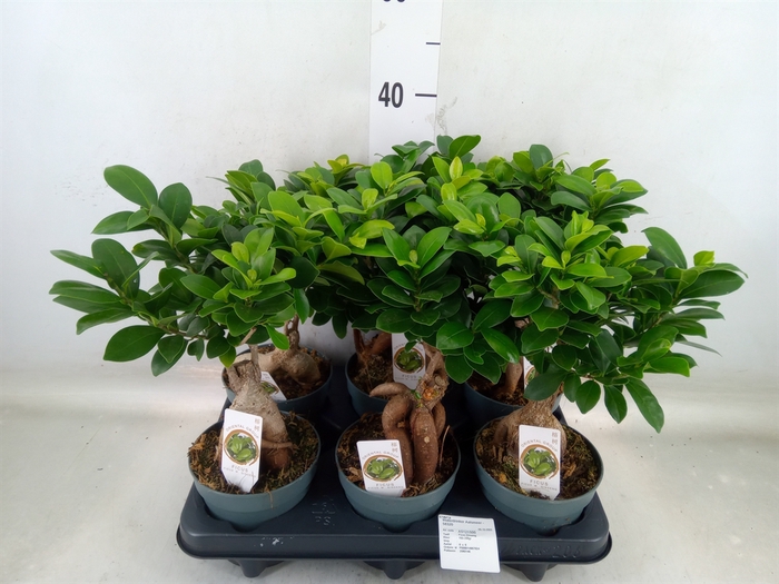 <h4>Ficus microcarpa 'Ginseng'</h4>