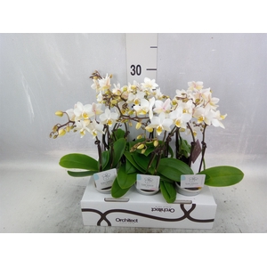 Phalaenopsis   ...mini