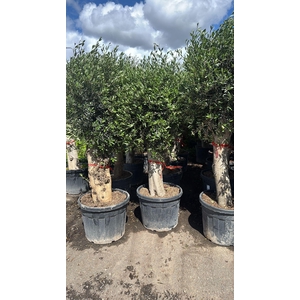 OLEA EUROPAEA