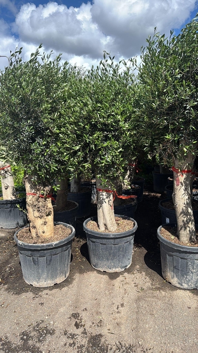 <h4>OLEA EUROPAEA</h4>