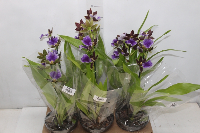 <h4>ORQUIDEA ZYGOPETALUM P15</h4>