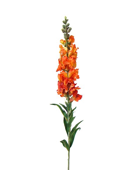 BOCA DE L. POTOMAC ORANGE 080 CM