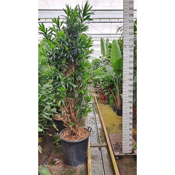 <h4>Dracaena reflexa pleomele vertakt XXL 250</h4>
