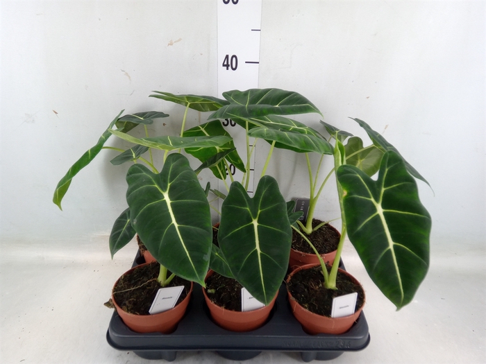 <h4>Alocasia   ...</h4>