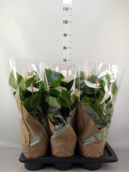 <h4>Anthurium andr. 'Success White'</h4>
