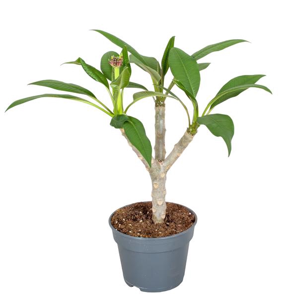 <h4>Plumeria Hawaiian Mix 2/3 vertakt</h4>