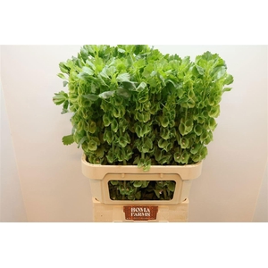 MOLUCCELLA STUK