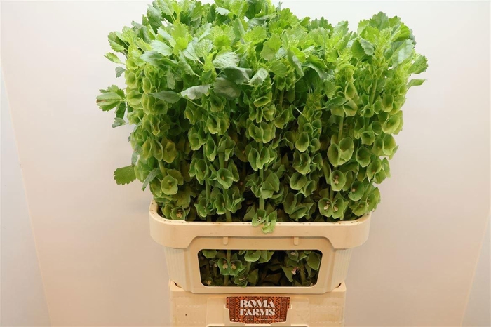 <h4>MOLUCCELLA STUK</h4>
