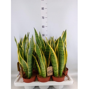 Sansevieria trifa. 'Laurentii'