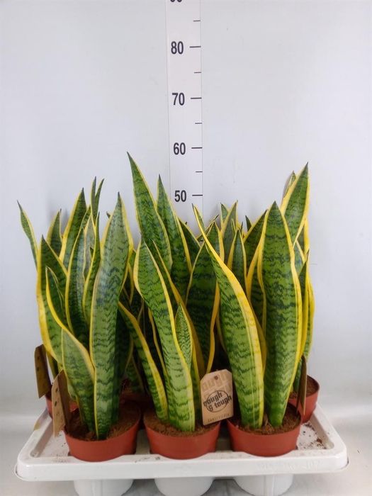 <h4>Sansevieria trifa. 'Laurentii'</h4>