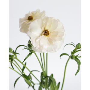 RAN. BUTTERFLY ARIADNE EC